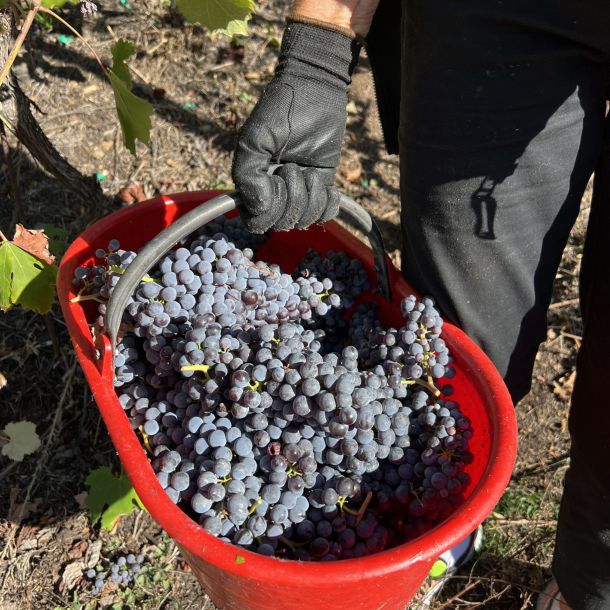 a red basket full of grapes