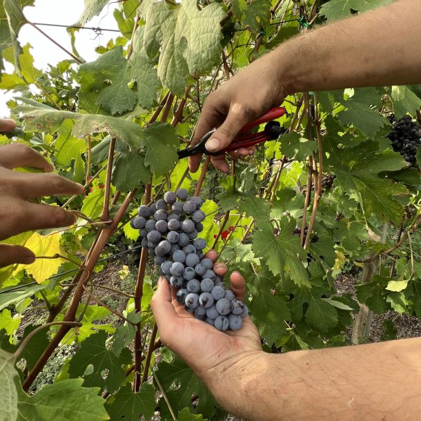 grape harvest