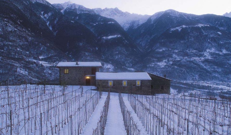 snow-covered vineyard