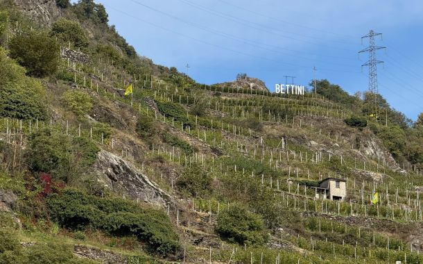 vineyard