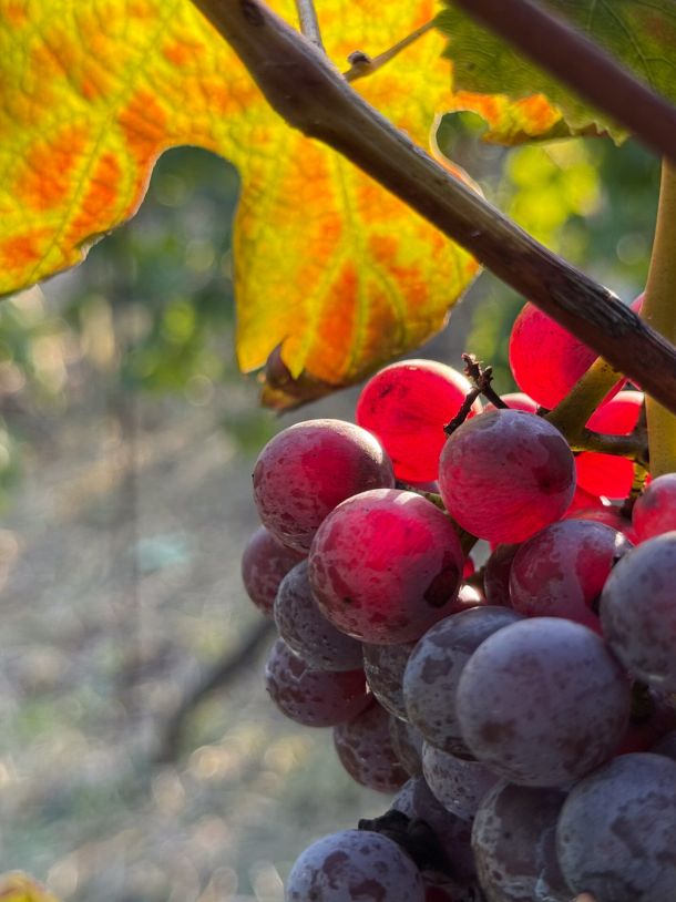 grapes
